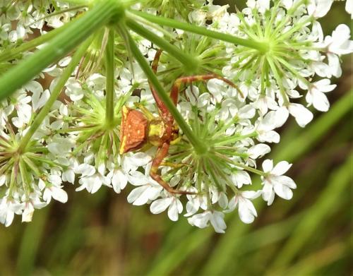 Thomisus onustus